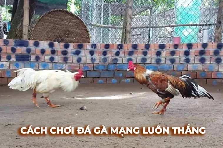 Cách Chơi Đá Gà Sabong Tại 789Win Hiệu Quả Kịch Tính Nhất 2025 2 Cách Chơi Đá Gà Sabong Tại 789Win Hiệu Quả Kịch Tính Nhất 2025